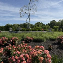 Beacon Bloom - The roses are beautiful.