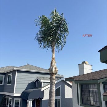 Value Tree Service - Very happy with the completed work. - Tree Services Near Me - Paramount, California Value Tree Service - Very happy with the completed work. - Tree Services Near Me - Paramount, California