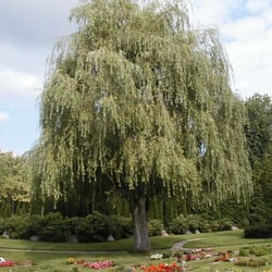 Hørsholm Kirkegård