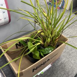 Lanakila Multi-Purpose Senior Center - Plants scored today