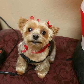 100% Fancy Grooms - Pet Groomers Near Me - Fresno, California 100% Fancy Grooms - Pet Groomers Near Me - Fresno, California