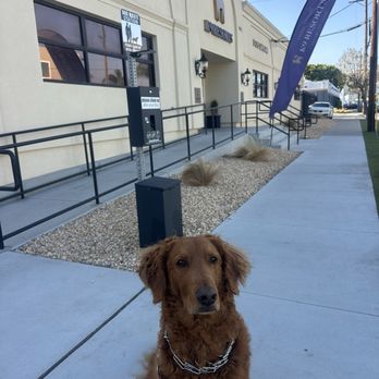 K9 Resorts - Kylo - Pet Boarding Near Me - Los Angeles, California