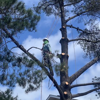 Green Arbor Tree Care - Tree Services Near Me Green Arbor Tree Care - Tree Services Near Me