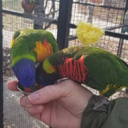 Lorikeet feeding Lorikeet feeding