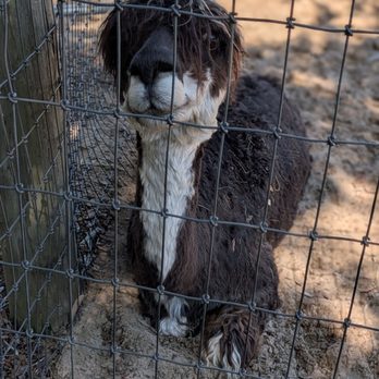 LunaSea Alpaca Farm - Attraction Farms Near Me - Clermont, Florida