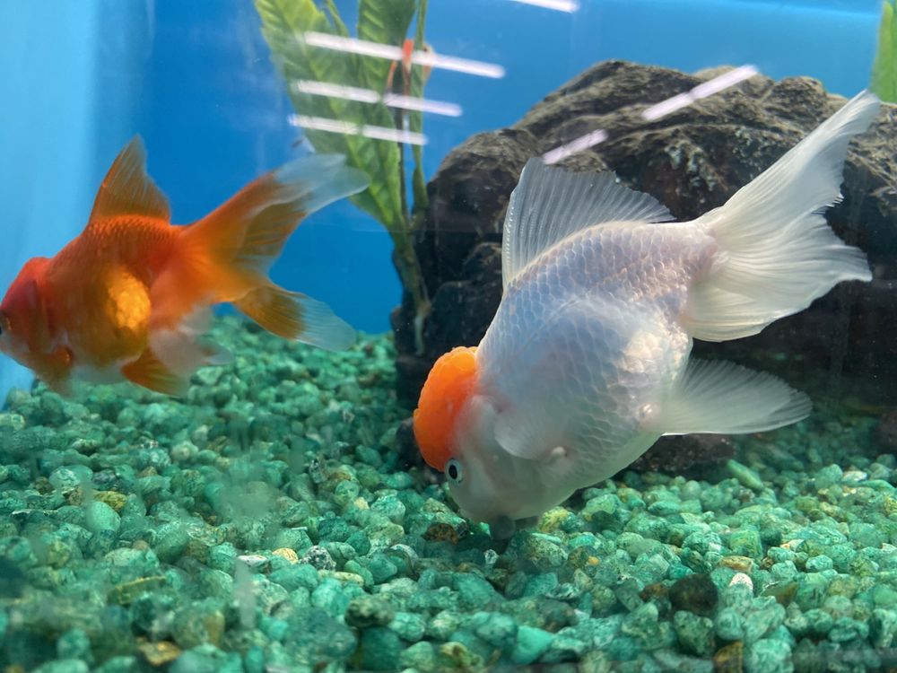 Pet Supermarket Image