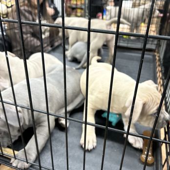 Scott Smith's All Animal Expo - Puppies - Pet Stores Near Me - St Charles, Illinois Scott Smith's All Animal Expo - Puppies - Pet Stores Near Me - St Charles, Illinois