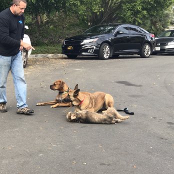 Hot Dog On a Leash - Pet Training Near Me - Carlsbad, California Hot Dog On a Leash - Pet Training Near Me - Carlsbad, California