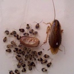 Roaches on the room