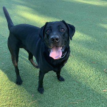 Harmony Animal Hospital - Soo tired from all the fun...but let's go again...I'm ready!! - Veterinarians Near Me - Apex, North Carolina