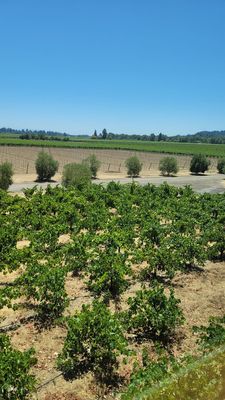 Comstock Wines by null