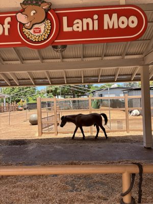 Honolulu Zoo by null