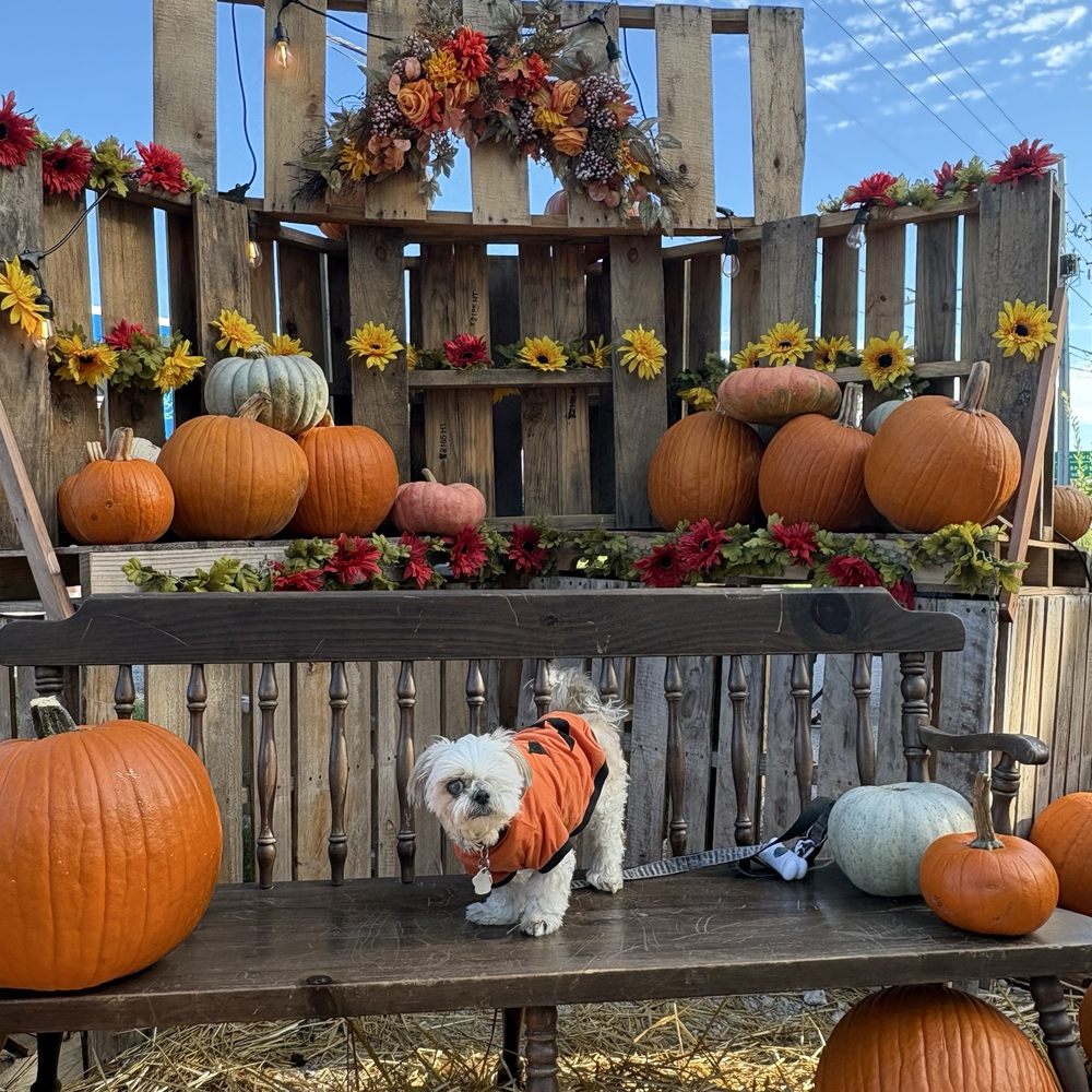 Coastal Pumpkin Fest - Festivals Near Me - Dunedin, Florida Coastal Pumpkin Fest - Festivals Near Me - Dunedin, Florida