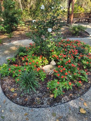 Charleston Animal Society by null