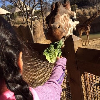 Dallas Zoo - Feeding giraffes - Zoos Near Me - Dallas, Texas