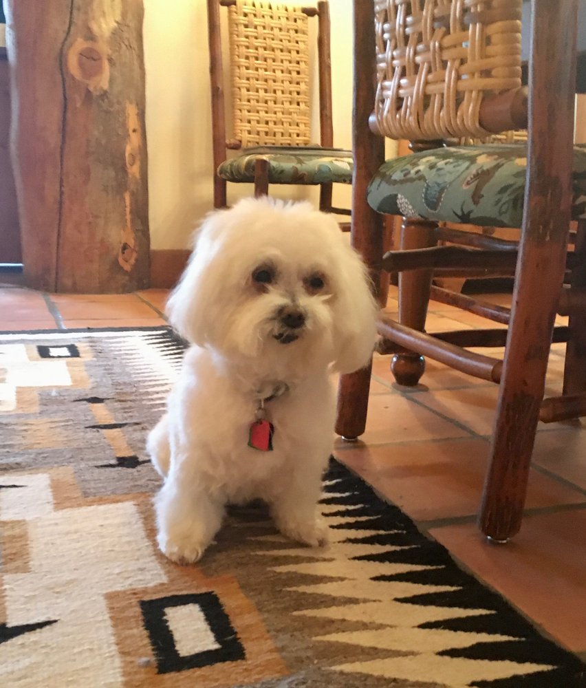 PET GROOMING BY DEBBIE Updated September 2024 12588 State Hwy 75, Ketchum, Idaho Pet