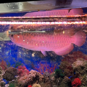 Ms Pho Saigon - Resident fishy - Vietnamese Near Me - Toronto, Ontario Ms Pho Saigon - Resident fishy - Vietnamese Near Me - Toronto, Ontario