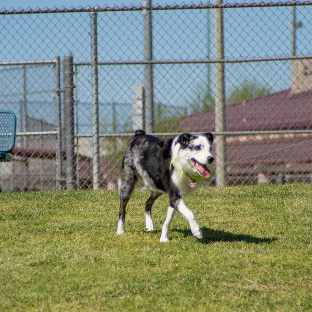 Quail Run Park - Dog Parks Near Me - Mesa, Arizona Quail Run Park - Dog Parks Near Me - Mesa, Arizona