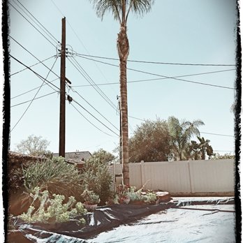 Environmental Green Tree Care - pool and equipment covered with tarps as the palm tree is trimmed - Tree Services Near Me