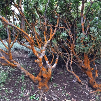 Ali'i Kula Lavender - Tours Near Me - Kula, Hawaii