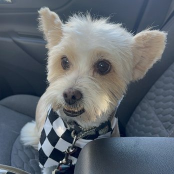 Luxe Dog Grooming - Pet Groomers Near Me - Visalia, California Luxe Dog Grooming - Pet Groomers Near Me - Visalia, California