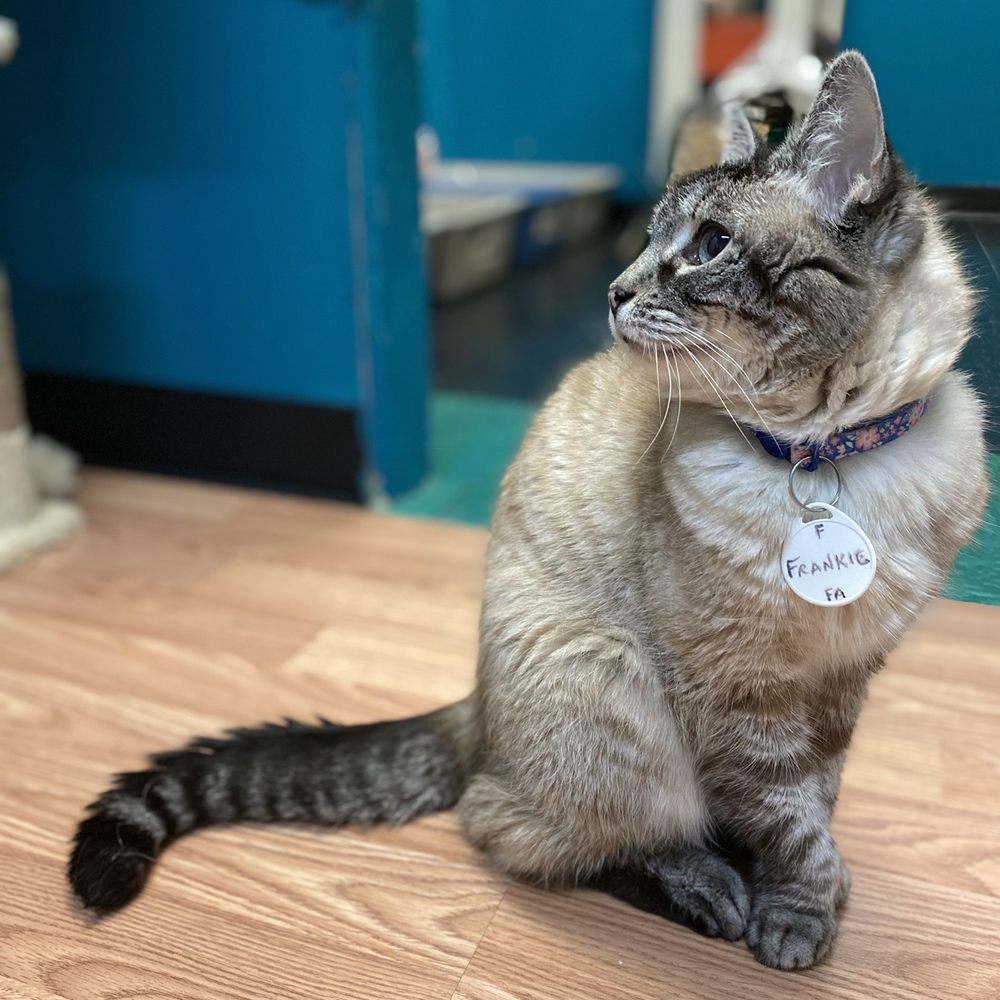 Catnip Cat Cafe - Cats - Pet Adoption Near Me - Norfolk, Virginia Catnip Cat Cafe - Cats - Pet Adoption Near Me - Norfolk, Virginia