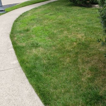 Eternally Green Lawn Care - Its like St. Patrick's Day! Shades of Green crabgrass everywhere! - Landscaping Near Me - Frankfort, Illinois Eternally Green Lawn Care - Its like St. Patrick's Day! Shades of Green crabgrass everywhere! - Landscaping Near Me - Frankfort, Illinois