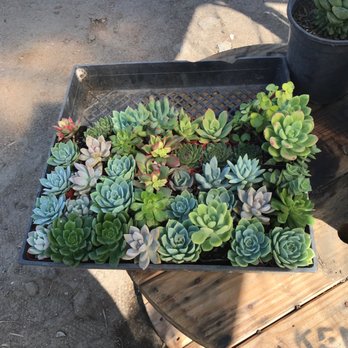 Mezcala Nursery - Succulents $1 each I got 40 - Nurseries & Gardening Near Me - Long Beach, California Mezcala Nursery - Succulents $1 each I got 40 - Nurseries & Gardening Near Me - Long Beach, California