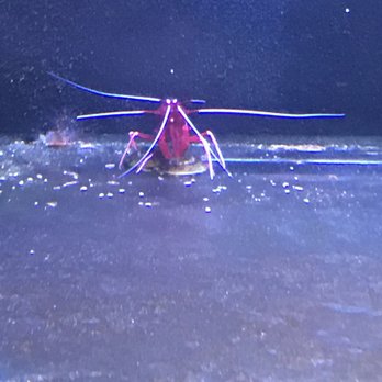Aquarium Arts - Come at me bro. - Local Fish Stores Near Me - Mesa, Arizona
