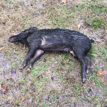 Independence Ranch - This was the first of three hogs from the ranch - Wildlife Hunting Ranges Near Me - Waelder, Texas