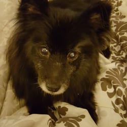 Clippety-DO-Dawg - My Molly looks amazing after her groom!!