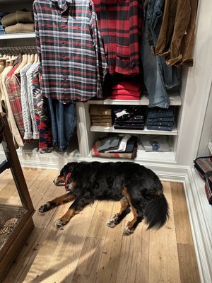 Ralph Lauren by null