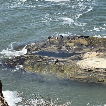 Cabrillo National Monument - Harbor seals - Parks Near Me - San Diego, California Cabrillo National Monument - Harbor seals - Parks Near Me - San Diego, California