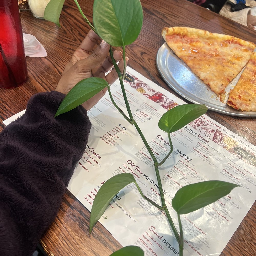 Bacco Pizzeria - They let me take a plant! - Pizza Near Me - Abingdon, Maryland Bacco Pizzeria - They let me take a plant! - Pizza Near Me - Abingdon, Maryland