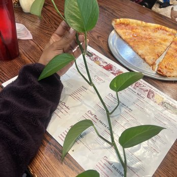 Bacco Pizzeria - They let me take a plant! - Pizza Near Me - Abingdon, Maryland Bacco Pizzeria - They let me take a plant! - Pizza Near Me - Abingdon, Maryland