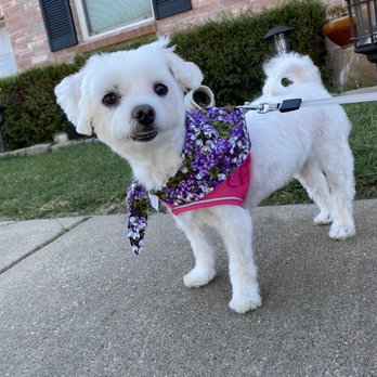 Angelic Pet Services - After her haircut appointment. Her haircut looks so cute on her! - Pet Groomers Near Me - Burleson, Texas Angelic Pet Services - After her haircut appointment. Her haircut looks so cute on her! - Pet Groomers Near Me - Burleson, Texas