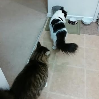 Ccat Professional Petsitting Services - Picture Cici sent us while we were away - Pet Sitting Near Me