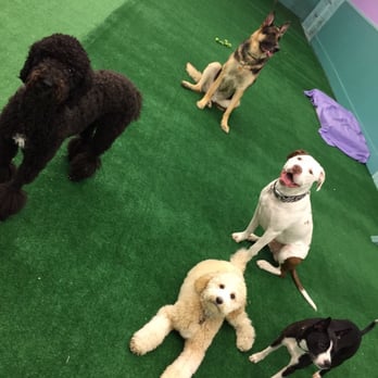 Happy Pet Place - Penny hanging with friends - Pet Sitting Near Me - Roselle, Illinois Happy Pet Place - Penny hanging with friends - Pet Sitting Near Me - Roselle, Illinois
