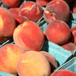 Sycamore Farms at Union Square Greenmarket - Peaches - Sycamore Farms Summer