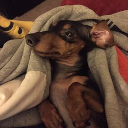 butler pet cremation