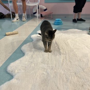 Kitty Bubble Cafe & Bar - Cafes Near Me - Columbus, Ohio Kitty Bubble Cafe & Bar - Cafes Near Me - Columbus, Ohio