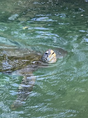 Coral World Ocean Park by null