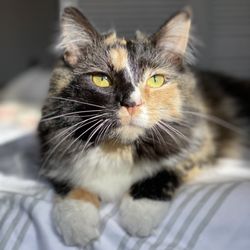 City Dogs & City Kitties Rescue - Beautiful Poppy
