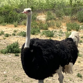 Ostrichland USA - Attraction Farms Near Me - Solvang, California Ostrichland USA - Attraction Farms Near Me - Solvang, California