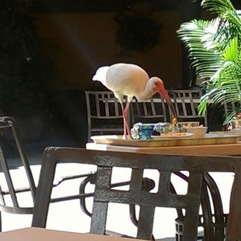 Discovery Cove - The birds here are well fed! .Easy Mac! - Amusement Parks Near Me - Orlando, Florida Discovery Cove - The birds here are well fed! .Easy Mac! - Amusement Parks Near Me - Orlando, Florida