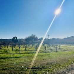 Linsteadt Family Winery - Pretty vineyard even in December