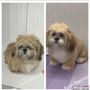 Photo of Pawsh Pups Mobile Dog Grooming 