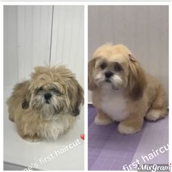 Pawsh Pups Mobile Dog Grooming Giftly Beautiful Gift Card