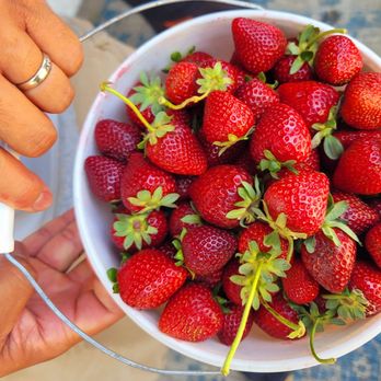 Sun Strawberry - Looks small but took a long time to eat! - Fruits & Veggies Near Me - Elk Grove, California Sun Strawberry - Looks small but took a long time to eat! - Fruits & Veggies Near Me - Elk Grove, California