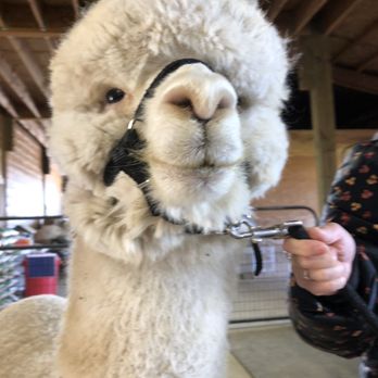 Alpacas at Marquam Hill Ranch - Ranches Near Me - Molalla, Oregon Alpacas at Marquam Hill Ranch - Ranches Near Me - Molalla, Oregon